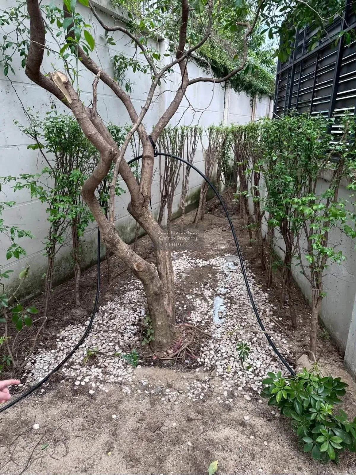 For Sale House , Life Bangkok Boulevard Ratchaphruek-Rattanatibet