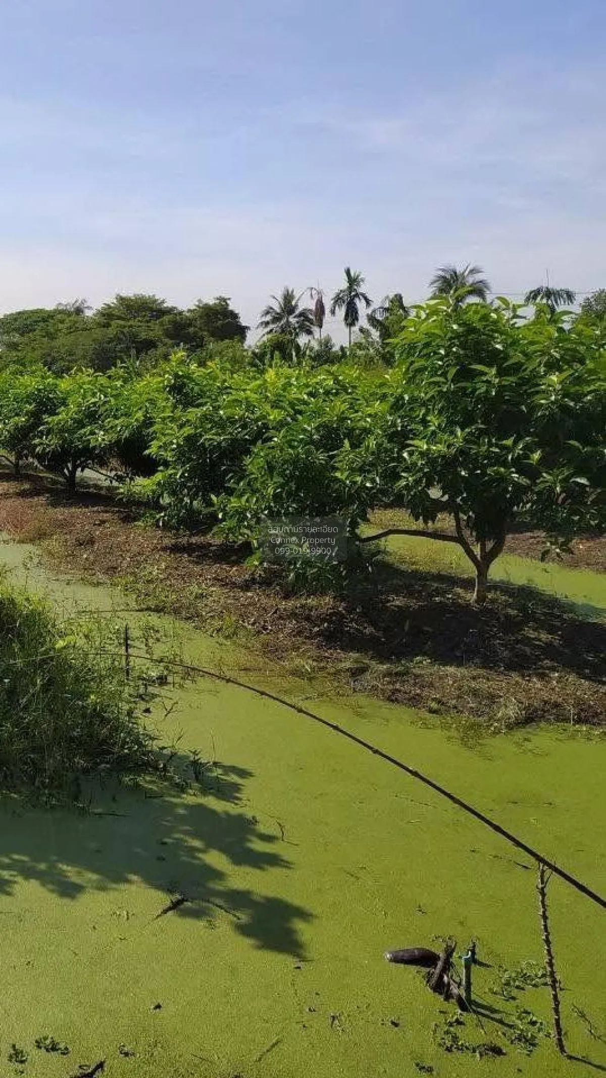 ขายที่ดิน2แปลง ถนนเลียบคลองภาษีเจริญฝั่งใต้ ซอย.3 แขวงหนองแขม เขต