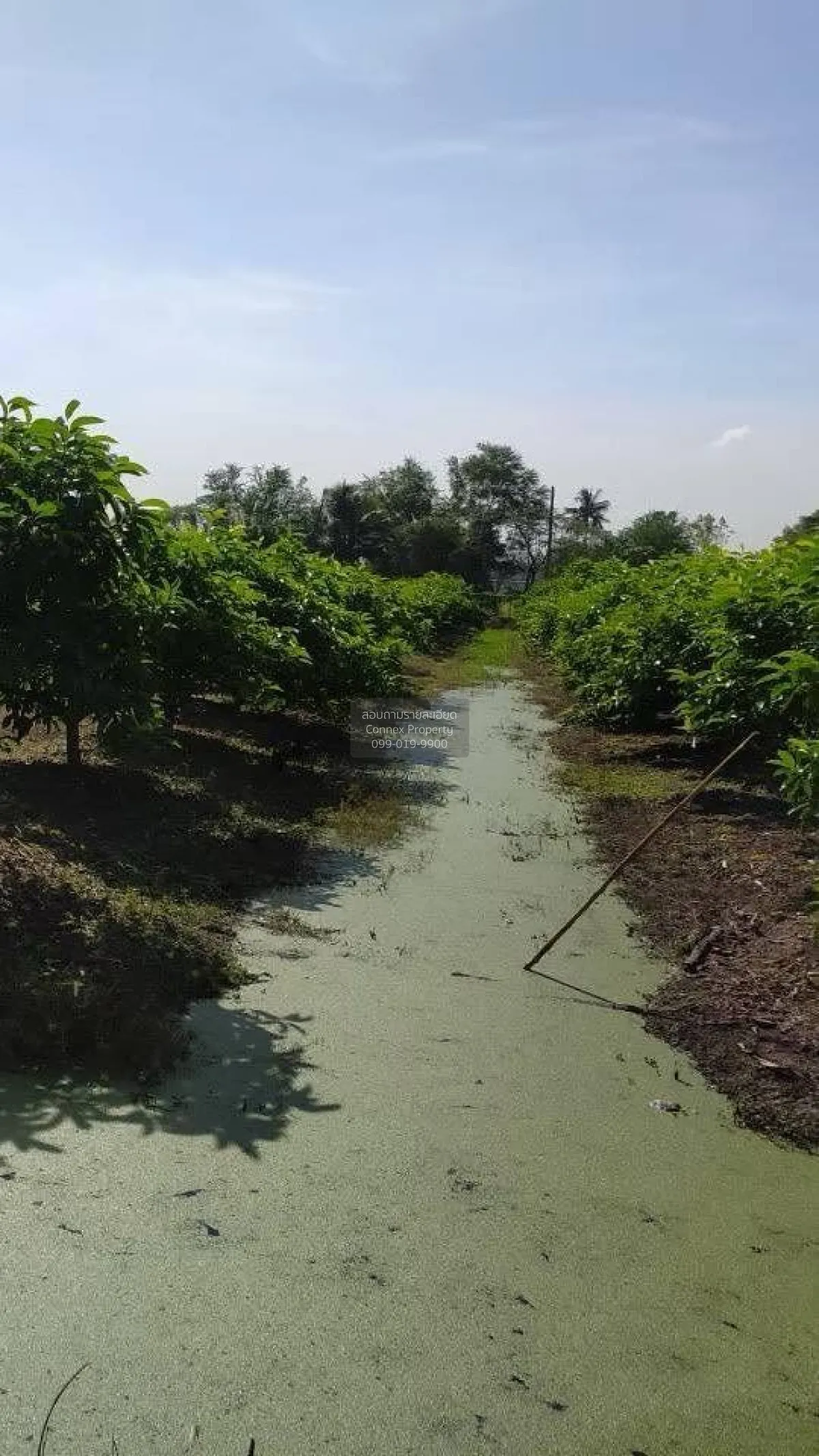 ขายที่ดิน2แปลง ถนนเลียบคลองภาษีเจริญฝั่งใต้ ซอย.3 แขวงหนองแขม เขต