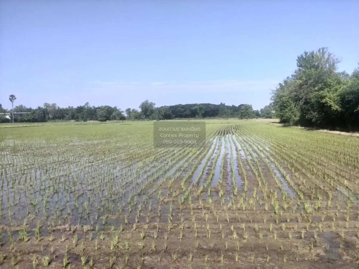 For Sale Land for sale in Chai Nat: 15 Rai and 3 Ngan, with the r 2