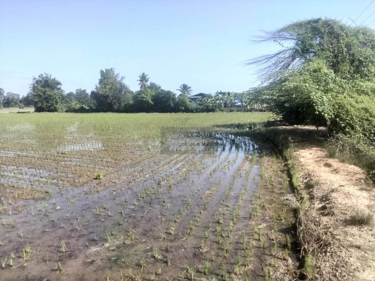For Sale Land for sale in Chai Nat: 15 Rai and 3 Ngan, with the r 3