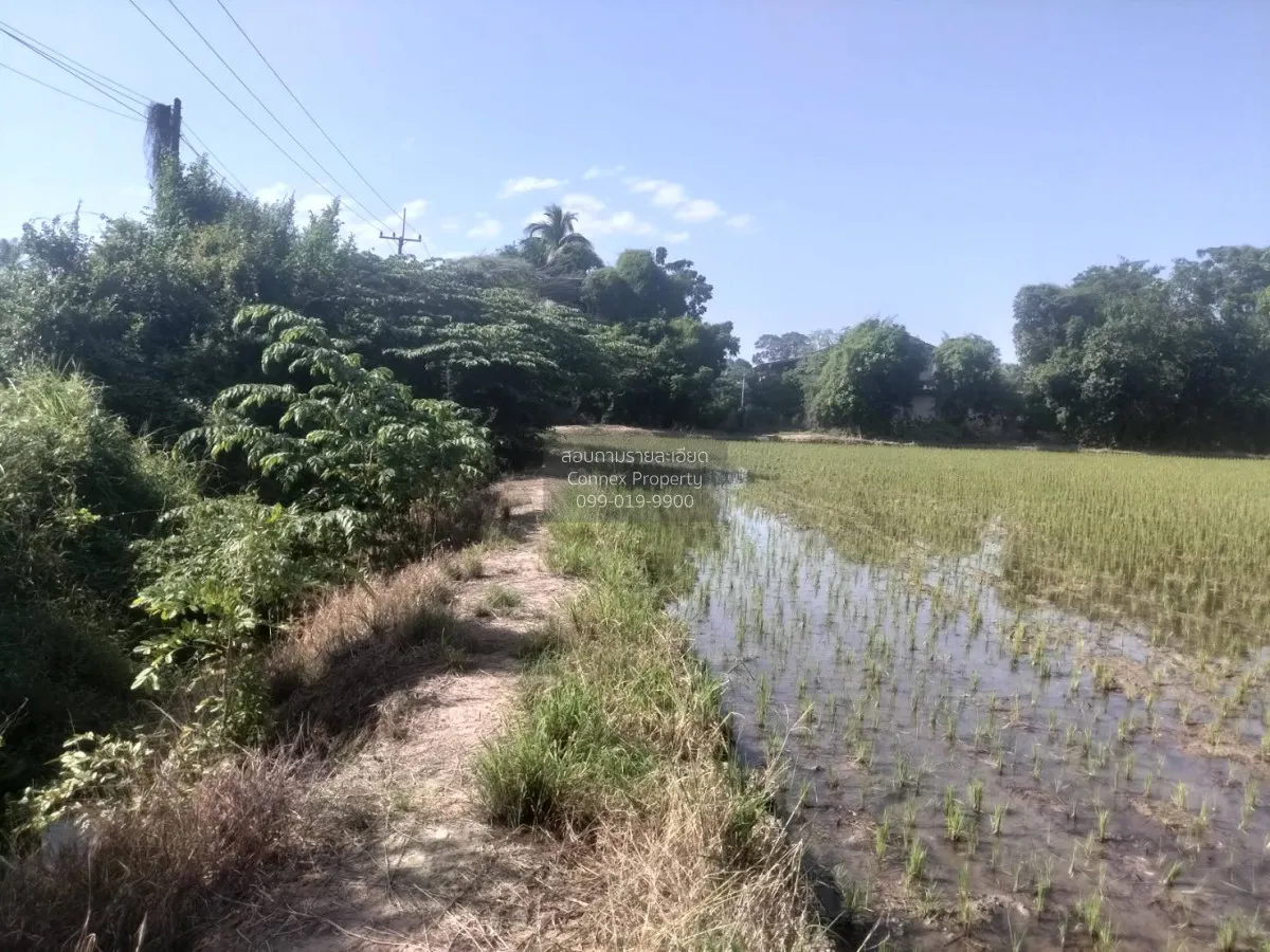 For Sale Land for sale in Chai Nat: 15 Rai and 3 Ngan, with the r 4