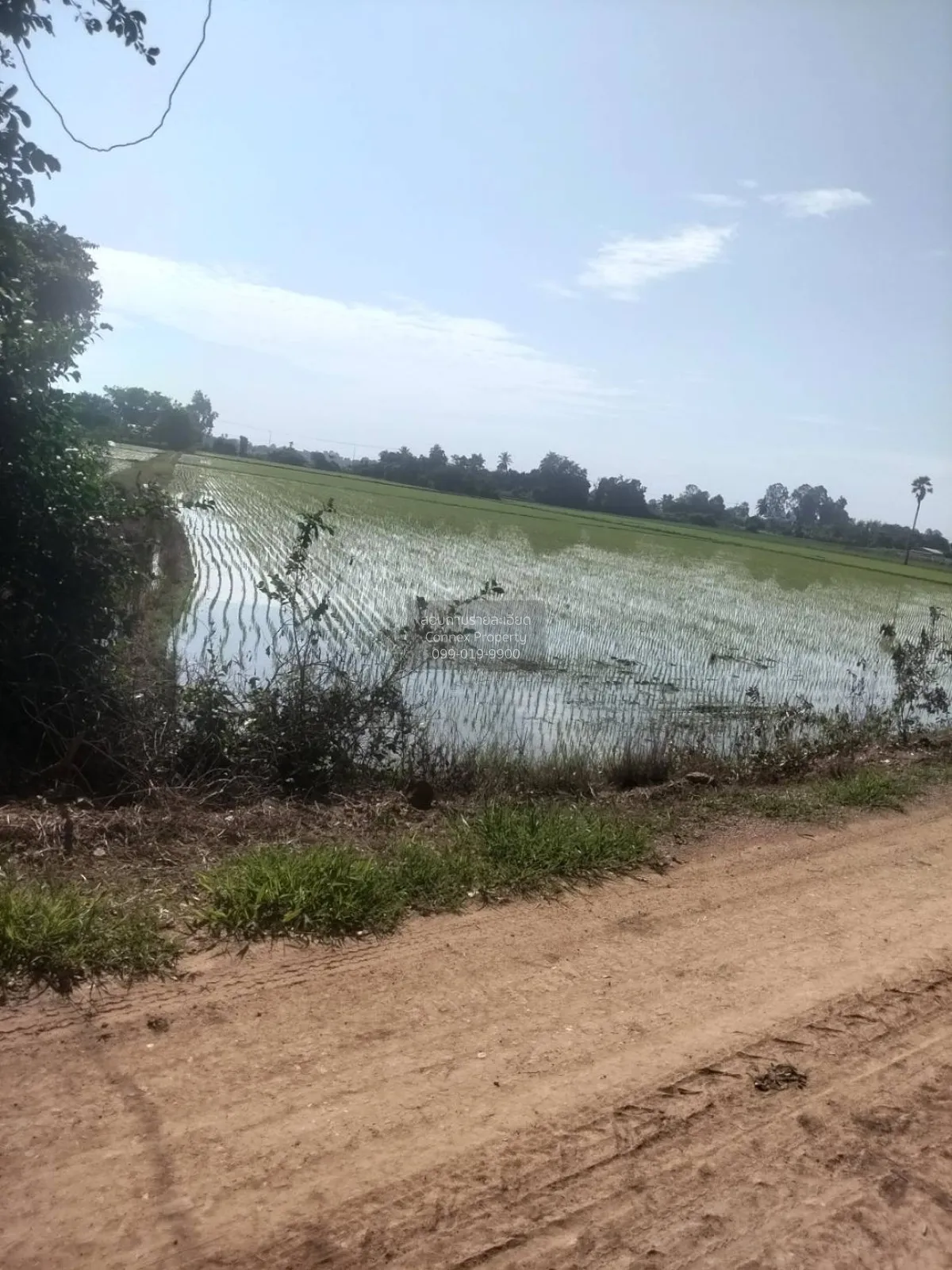 For Sale Land for sale in Chai Nat: 15 Rai and 3 Ngan, with the r