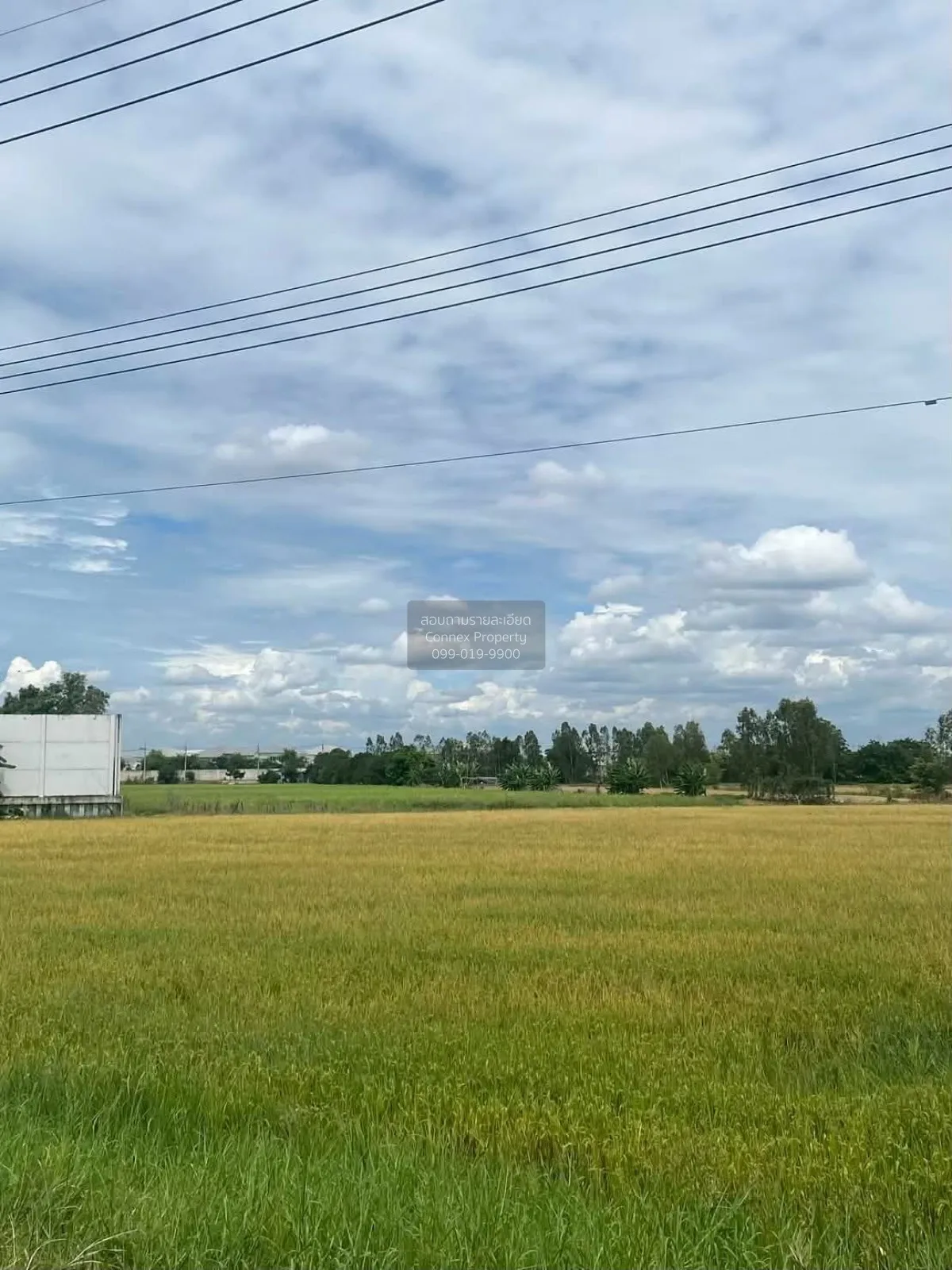 ขายที่ดินราชพฤกษ์ ตัดใหม่ 14 ไร่  บางคูวัด ลาดหลุมแก้ว ปทุมธานี C 1
