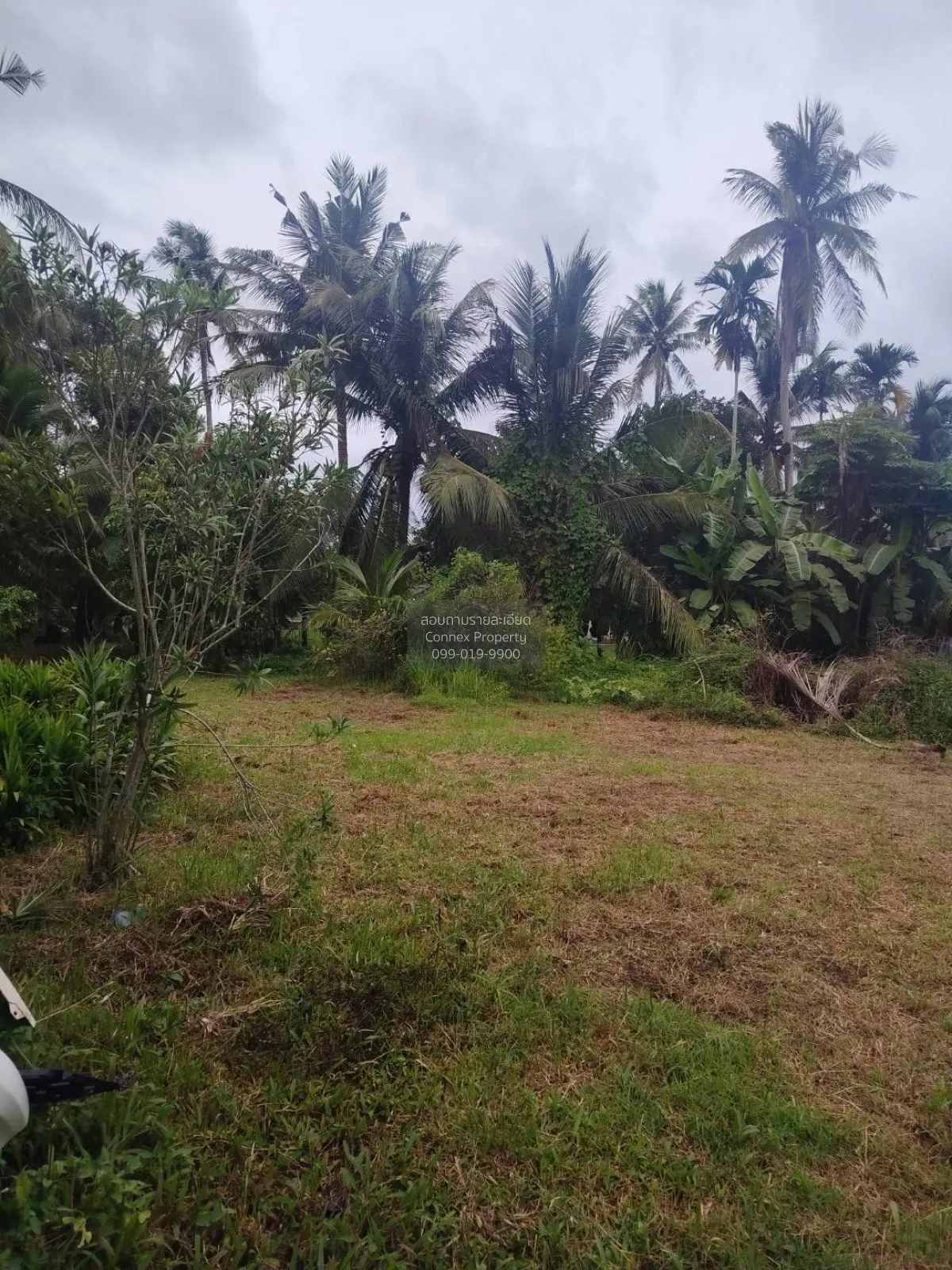ขายบ้านเดี่ยว 1 ชั้น เมืองชุมพร วังไผ่ เมืองชุมพร ชุมพร CX-183701