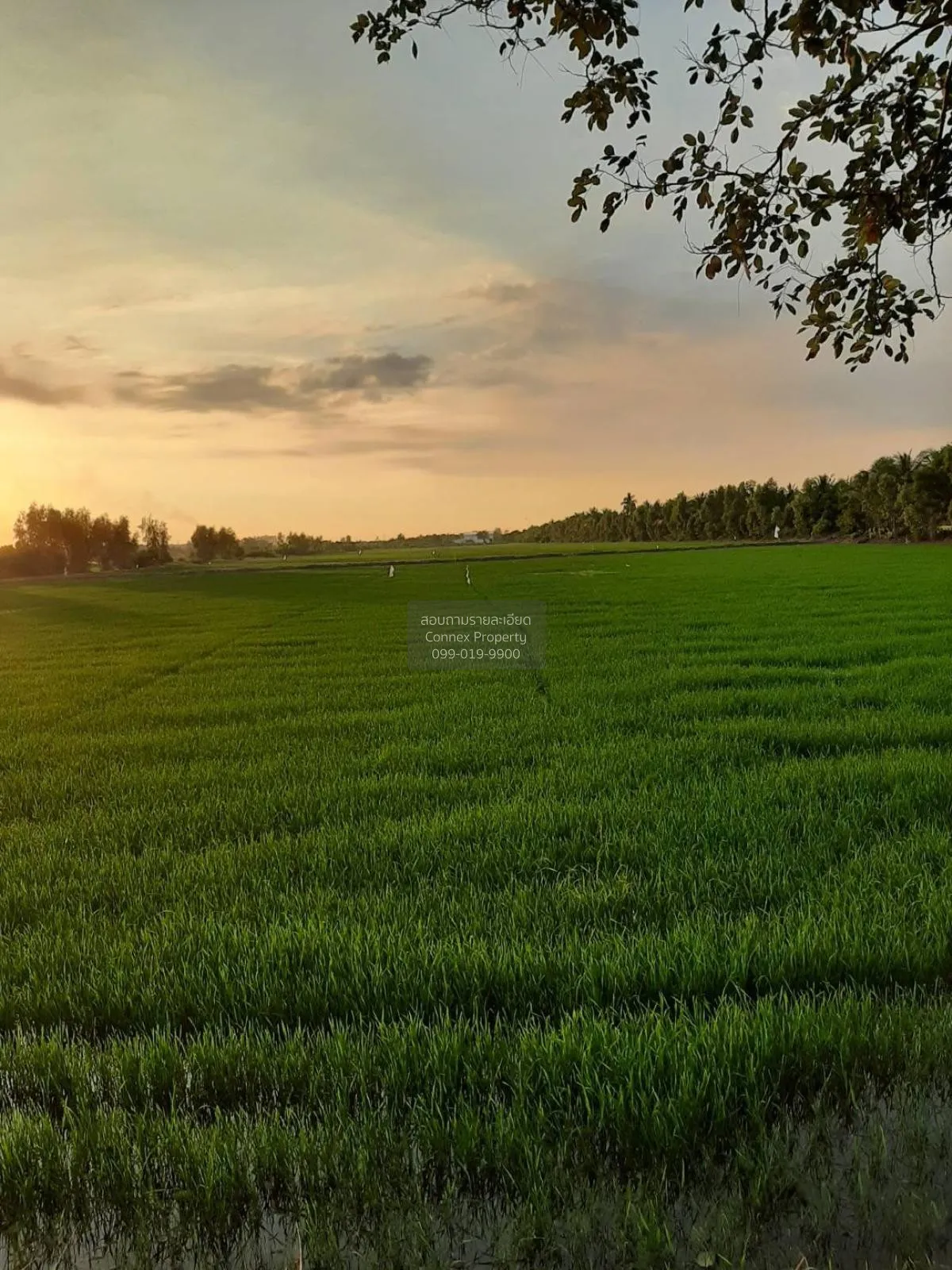 ขายLand Nonthaburi ที่ดิน นนทบุรี ราษฎร์นิยม ไทรน้อย นนทบุรี CX-8 1