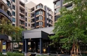 Siamese Nang Linchee